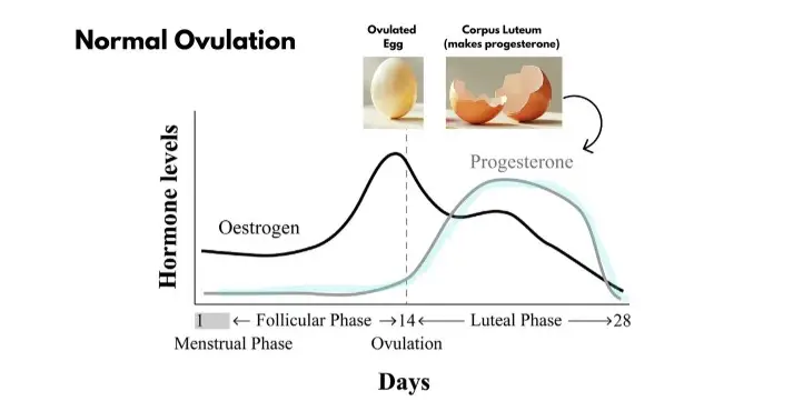 normal ovulation chart