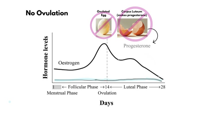 No ovulation chart